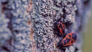 Preview wallpaper insects, bark, wood, surface, creep, moss