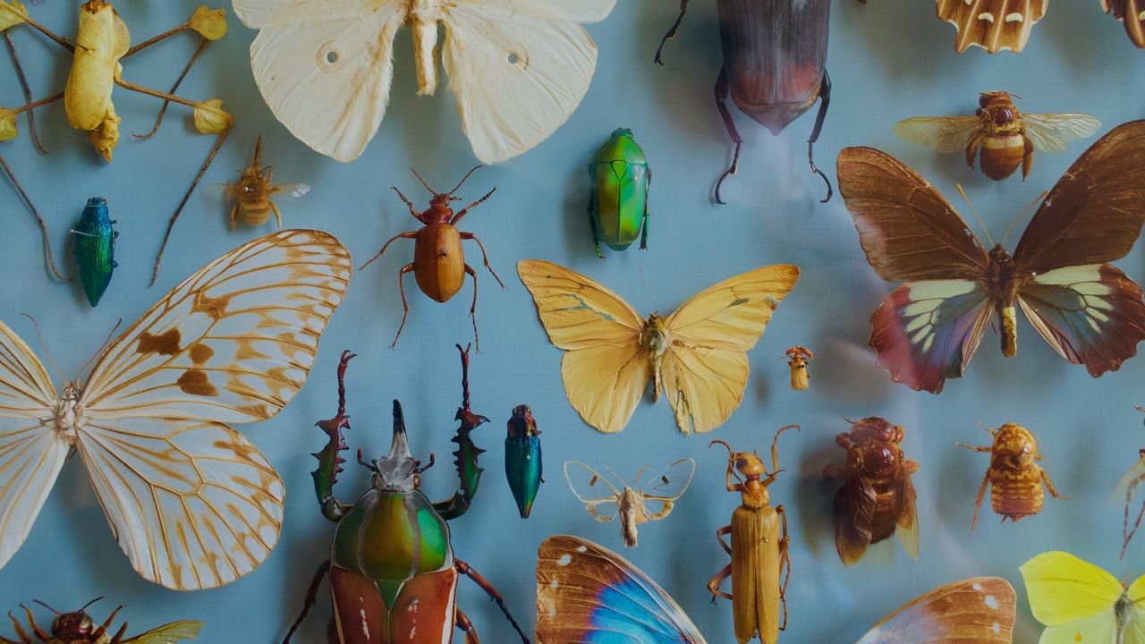 Wallpaper insects, collection, butterflies, beetles, decoration