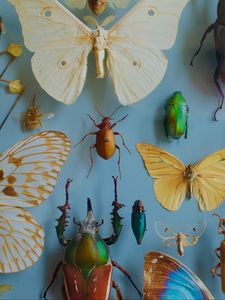 Preview wallpaper insects, collection, butterflies, beetles, decoration
