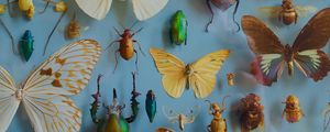 Preview wallpaper insects, collection, butterflies, beetles, decoration