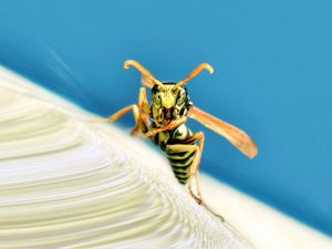 Preview wallpaper insects, wasp, wings, stripes