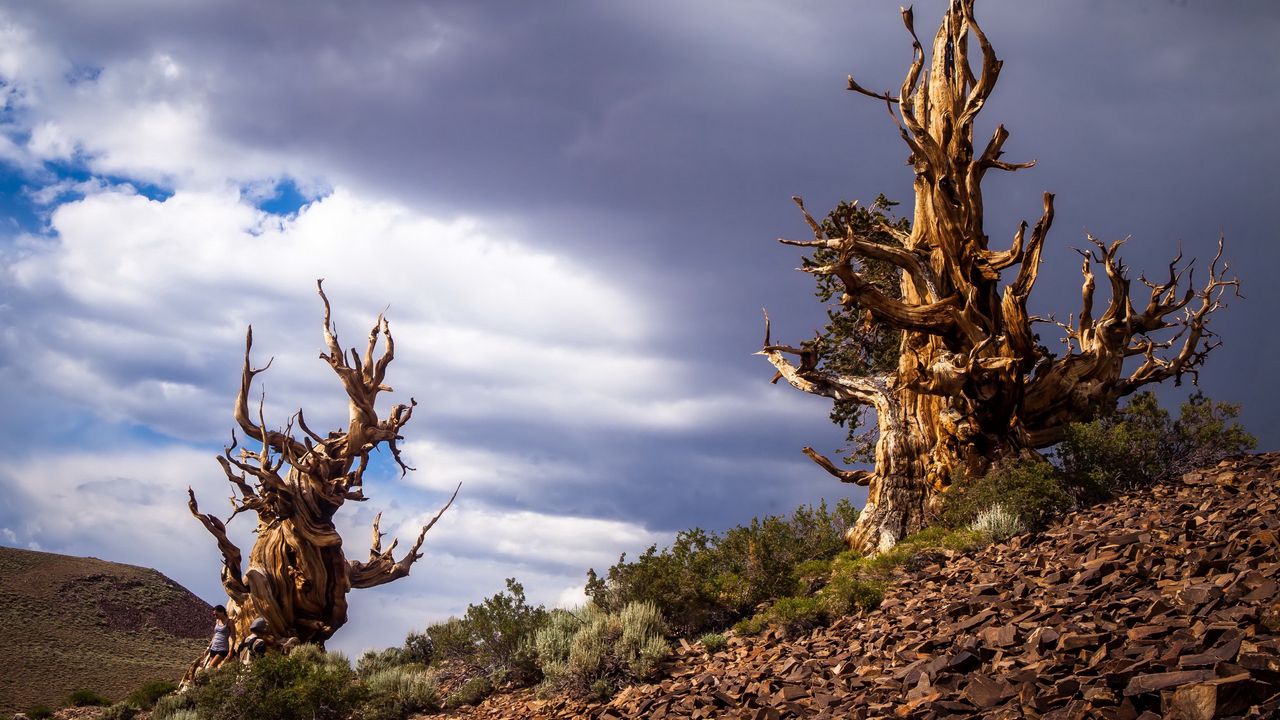 Wallpaper inyo, california, trees, sky, clouds