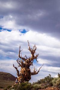 Preview wallpaper inyo, california, trees, sky, clouds