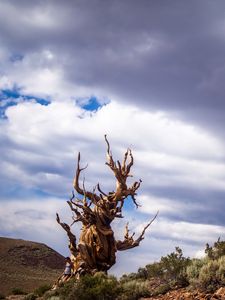 Preview wallpaper inyo, california, trees, sky, clouds