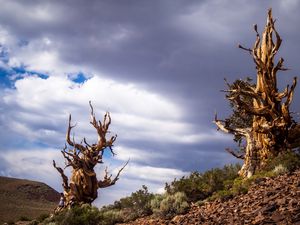 Preview wallpaper inyo, california, trees, sky, clouds