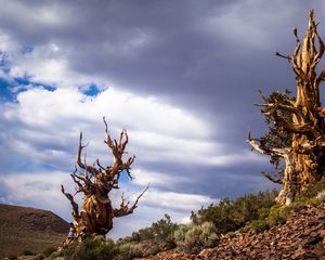 Preview wallpaper inyo, california, trees, sky, clouds