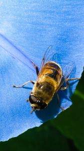 Preview wallpaper ipomoea, flower, bee, close-up