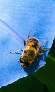 Preview wallpaper ipomoea, flower, bee, close-up