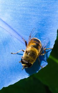 Preview wallpaper ipomoea, flower, bee, close-up