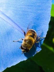 Preview wallpaper ipomoea, flower, bee, close-up