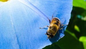 Preview wallpaper ipomoea, flower, bee, close-up