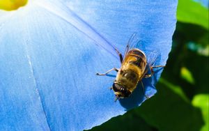 Preview wallpaper ipomoea, flower, bee, close-up