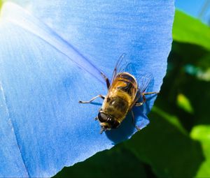 Preview wallpaper ipomoea, flower, bee, close-up