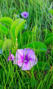 Preview wallpaper ipomoea, flower, grass, leaves, plants