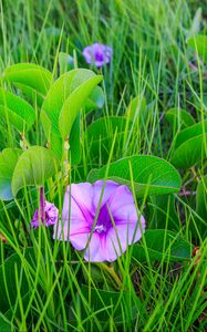 Preview wallpaper ipomoea, flower, grass, leaves, plants