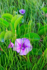 Preview wallpaper ipomoea, flower, grass, leaves, plants