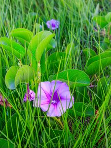 Preview wallpaper ipomoea, flower, grass, leaves, plants