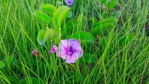 Preview wallpaper ipomoea, flower, grass, leaves, plants