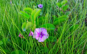 Preview wallpaper ipomoea, flower, grass, leaves, plants