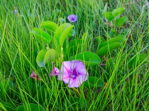 Preview wallpaper ipomoea, flower, grass, leaves, plants