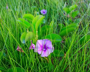 Preview wallpaper ipomoea, flower, grass, leaves, plants