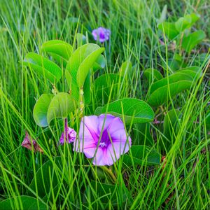 Preview wallpaper ipomoea, flower, grass, leaves, plants