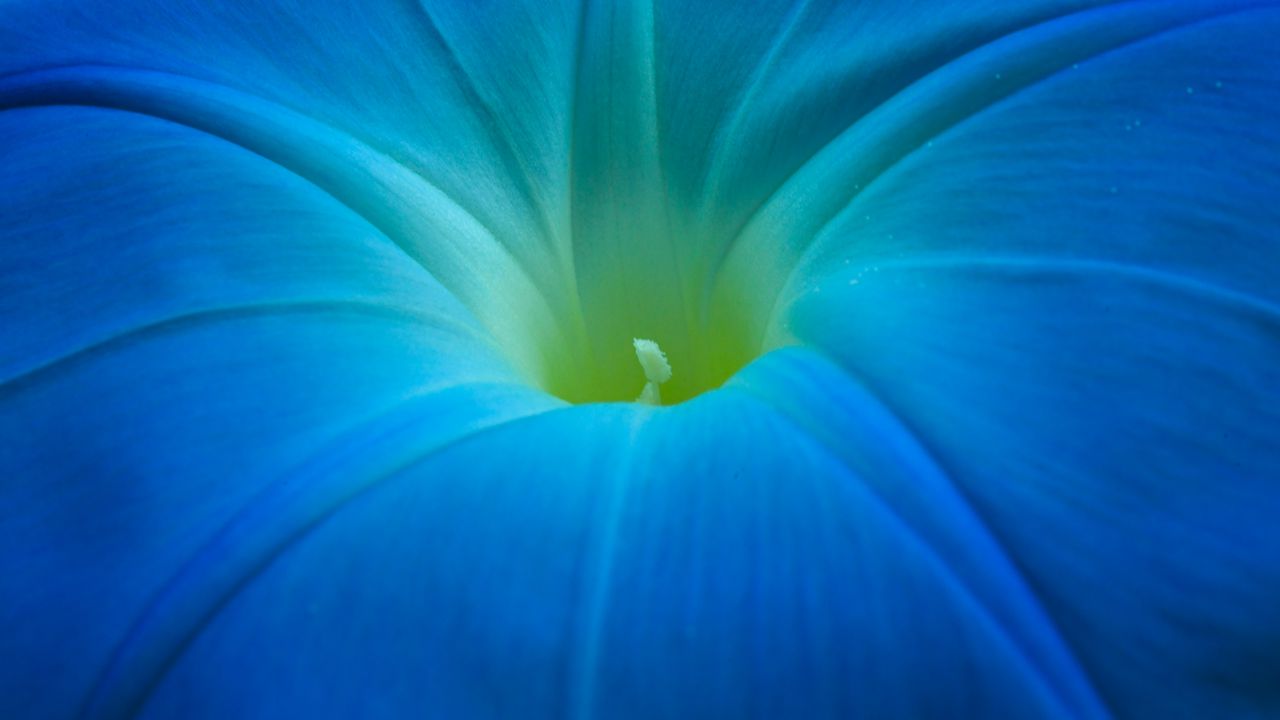 Wallpaper ipomoea, flower, macro, blue, petals