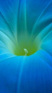 Preview wallpaper ipomoea, flower, macro, blue, petals