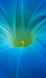 Preview wallpaper ipomoea, flower, macro, blue, petals