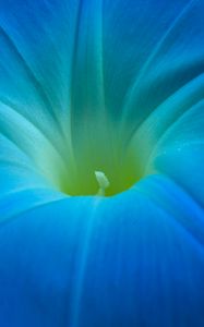 Preview wallpaper ipomoea, flower, macro, blue, petals