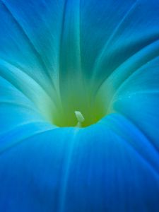 Preview wallpaper ipomoea, flower, macro, blue, petals