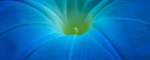 Preview wallpaper ipomoea, flower, macro, blue, petals