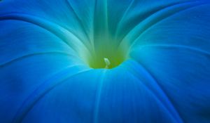 Preview wallpaper ipomoea, flower, macro, blue, petals