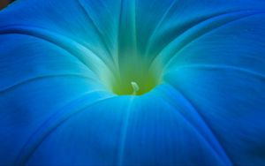 Preview wallpaper ipomoea, flower, macro, blue, petals