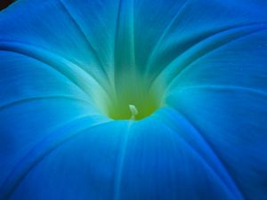 Preview wallpaper ipomoea, flower, macro, blue, petals