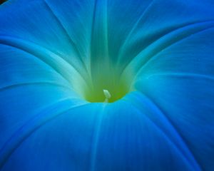 Preview wallpaper ipomoea, flower, macro, blue, petals