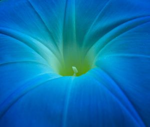 Preview wallpaper ipomoea, flower, macro, blue, petals