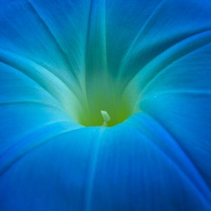 Preview wallpaper ipomoea, flower, macro, blue, petals