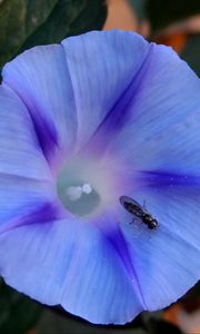 Preview wallpaper ipomoea violacea, flower, insect