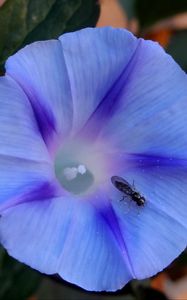 Preview wallpaper ipomoea violacea, flower, insect