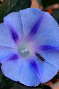 Preview wallpaper ipomoea violacea, flower, insect