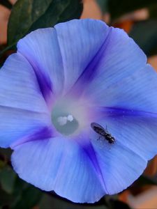 Preview wallpaper ipomoea violacea, flower, insect