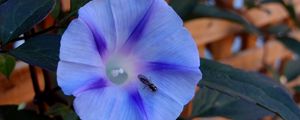 Preview wallpaper ipomoea violacea, flower, insect