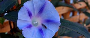 Preview wallpaper ipomoea violacea, flower, insect