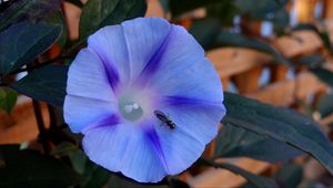 Preview wallpaper ipomoea violacea, flower, insect