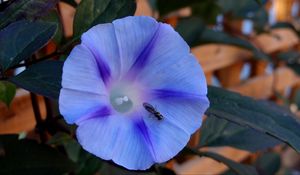 Preview wallpaper ipomoea violacea, flower, insect