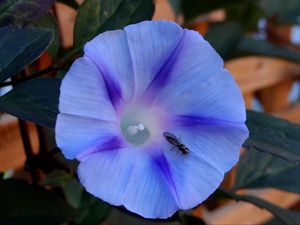 Preview wallpaper ipomoea violacea, flower, insect