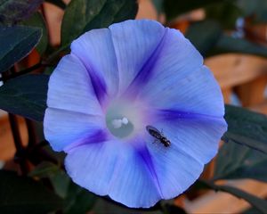 Preview wallpaper ipomoea violacea, flower, insect