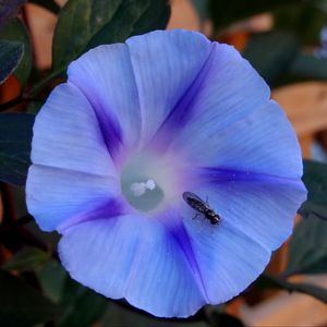 Preview wallpaper ipomoea violacea, flower, insect