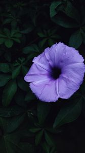 Preview wallpaper ipomoea violacea, ipomoea, flower, lilac, leaves